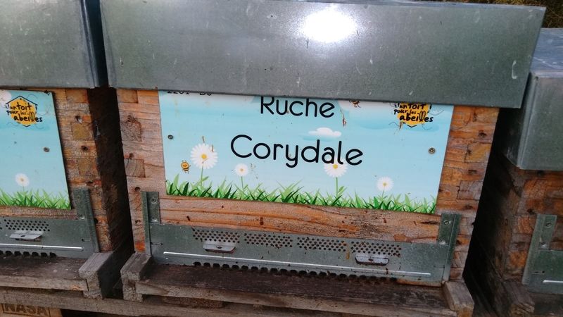 La ruche Corydale