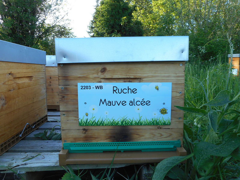 La ruche Mauve alcée