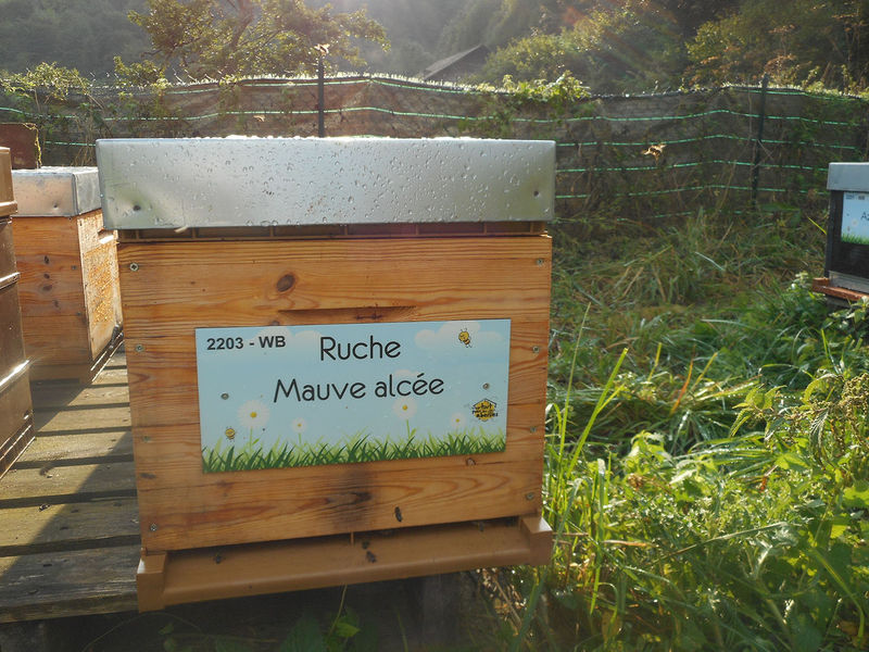 La ruche Mauve alcée