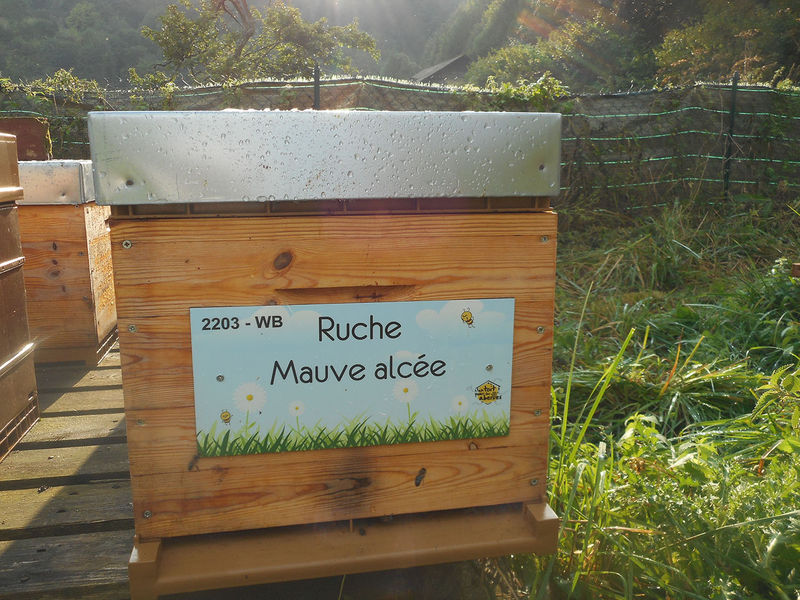 La ruche Mauve alcée