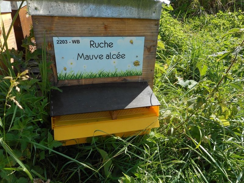 La ruche Mauve alcée