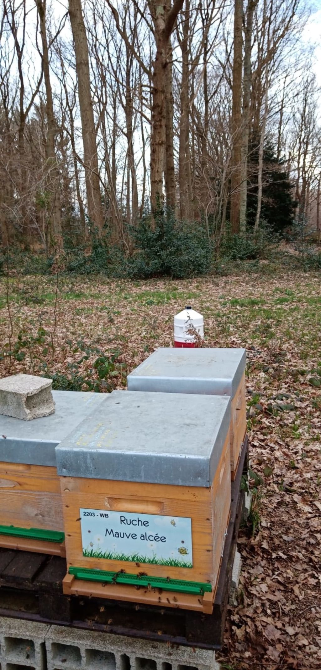 La ruche Mauve alcée