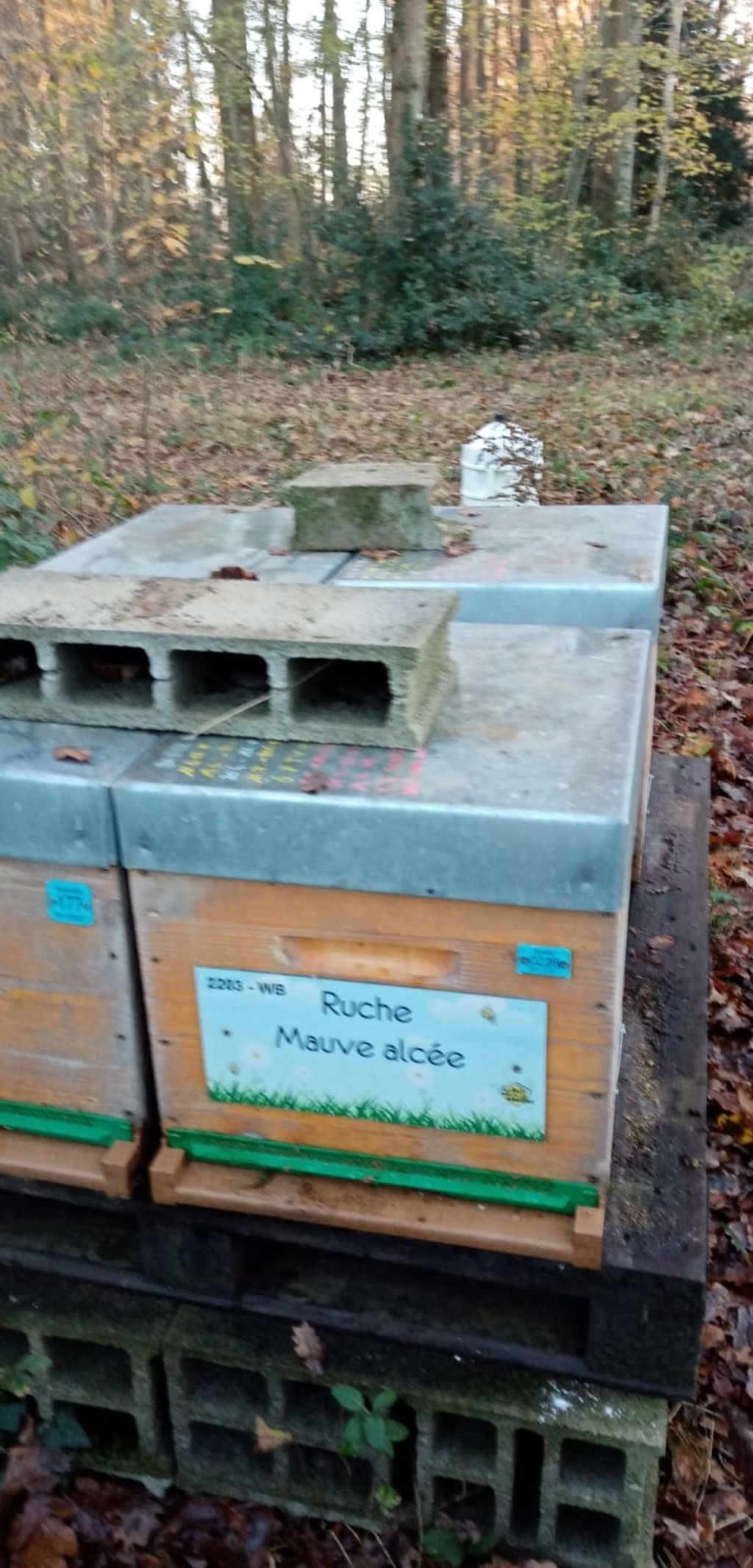 La ruche Mauve alcée