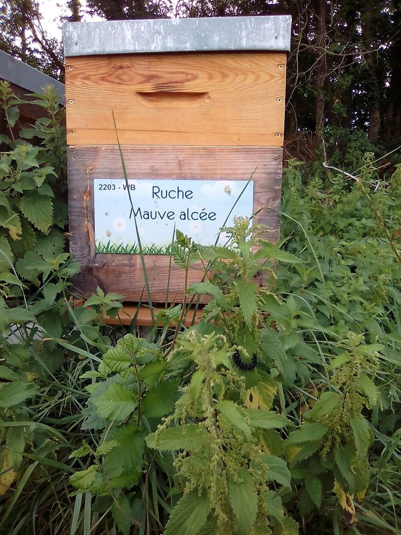 La ruche Mauve alcée