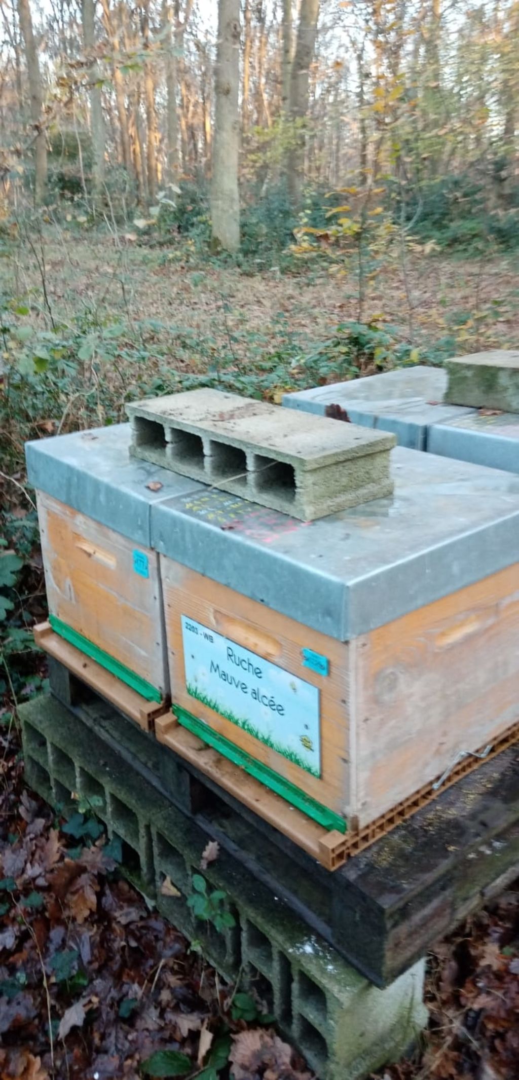 La ruche Mauve alcée