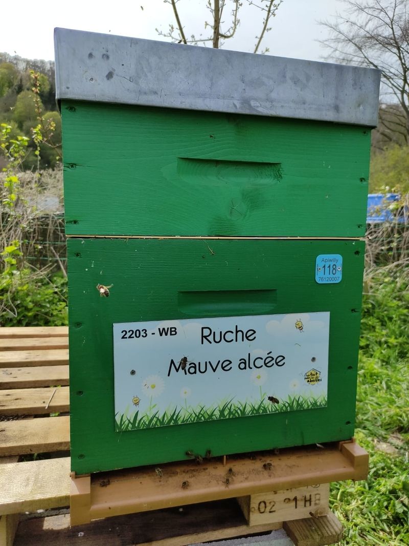 La ruche Mauve alcée