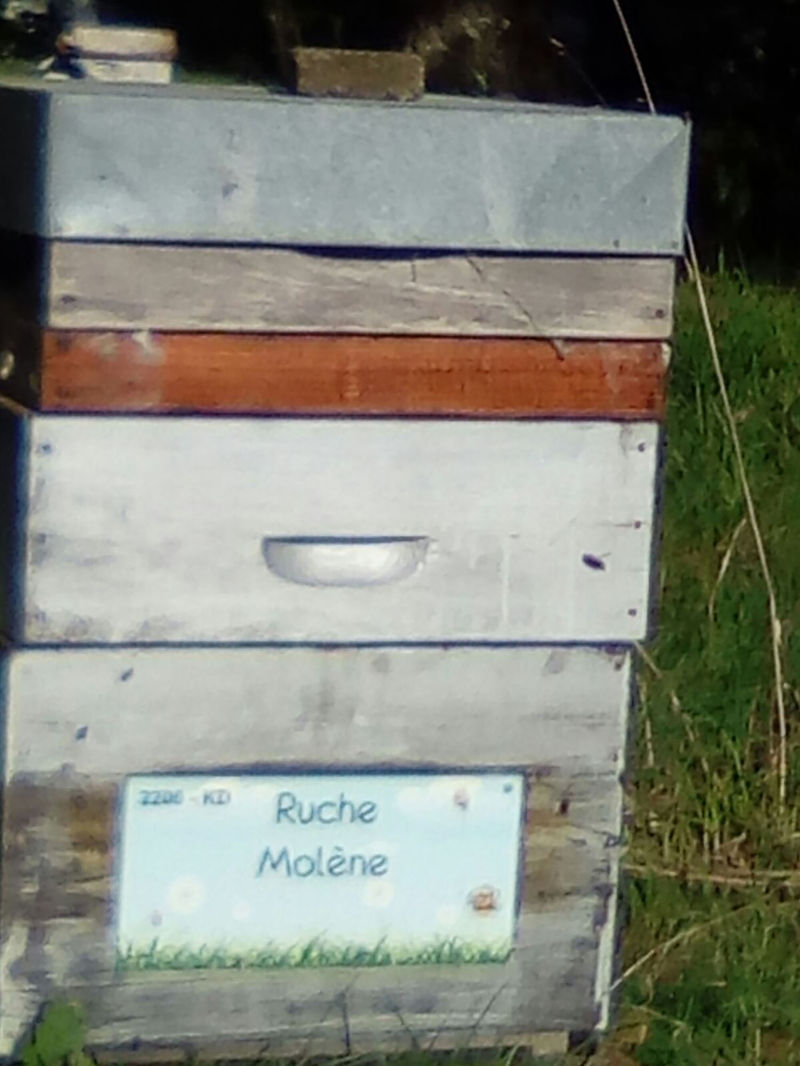 La ruche Molène
