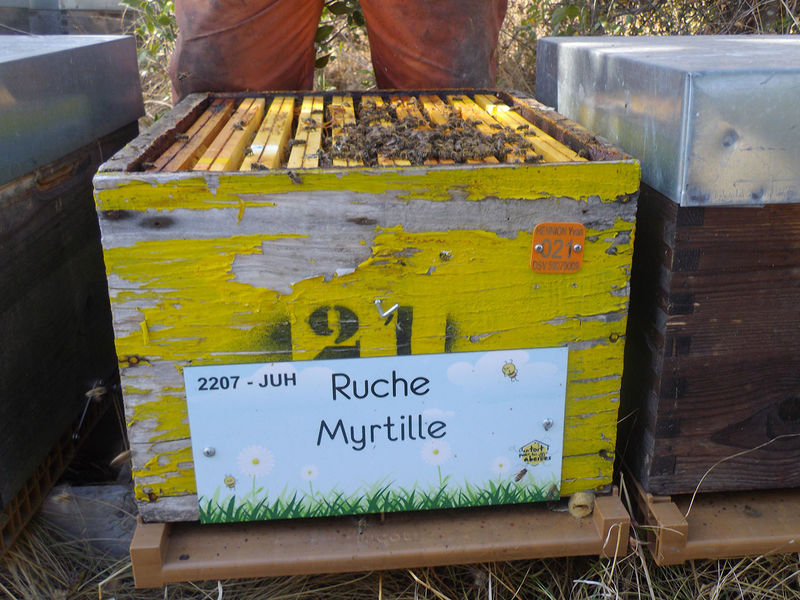 La ruche Myrtille