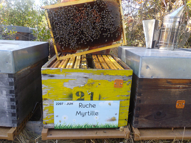 La ruche Myrtille
