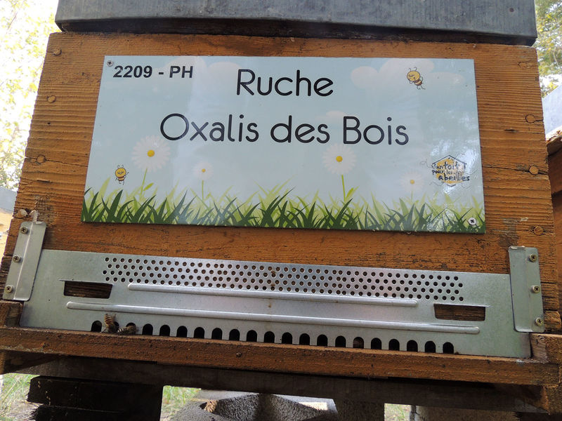 La ruche Oxalis des Bois