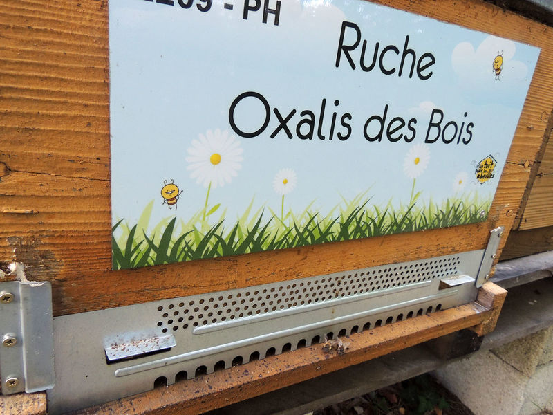 La ruche Oxalis des Bois