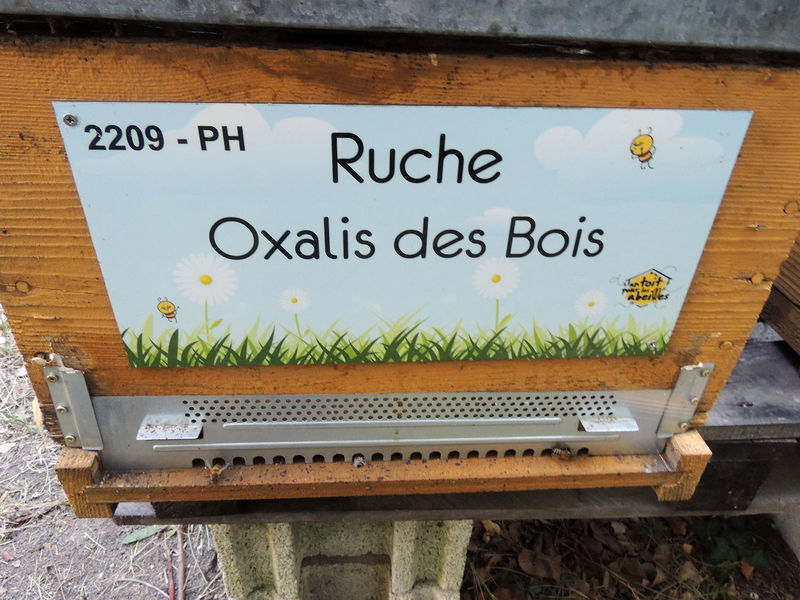 La ruche Oxalis des Bois