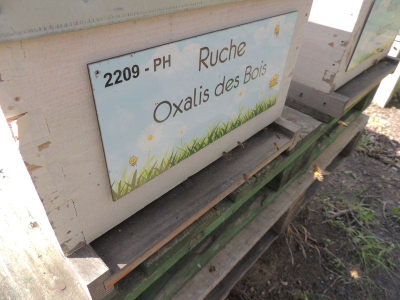 La ruche Oxalis des Bois