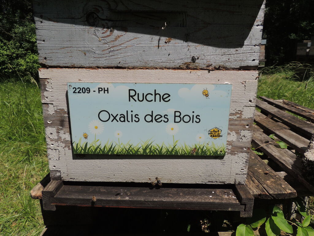 La ruche Oxalis des Bois