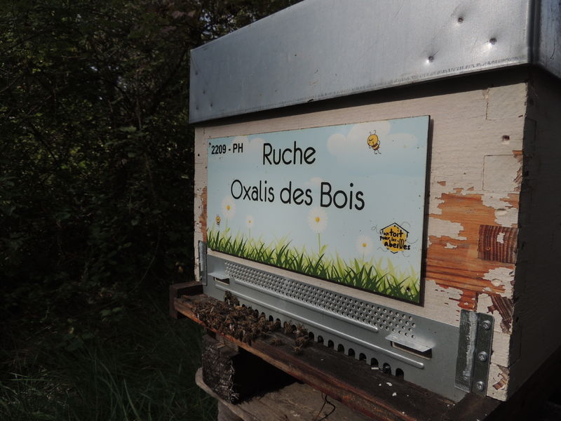 La ruche Oxalis des Bois