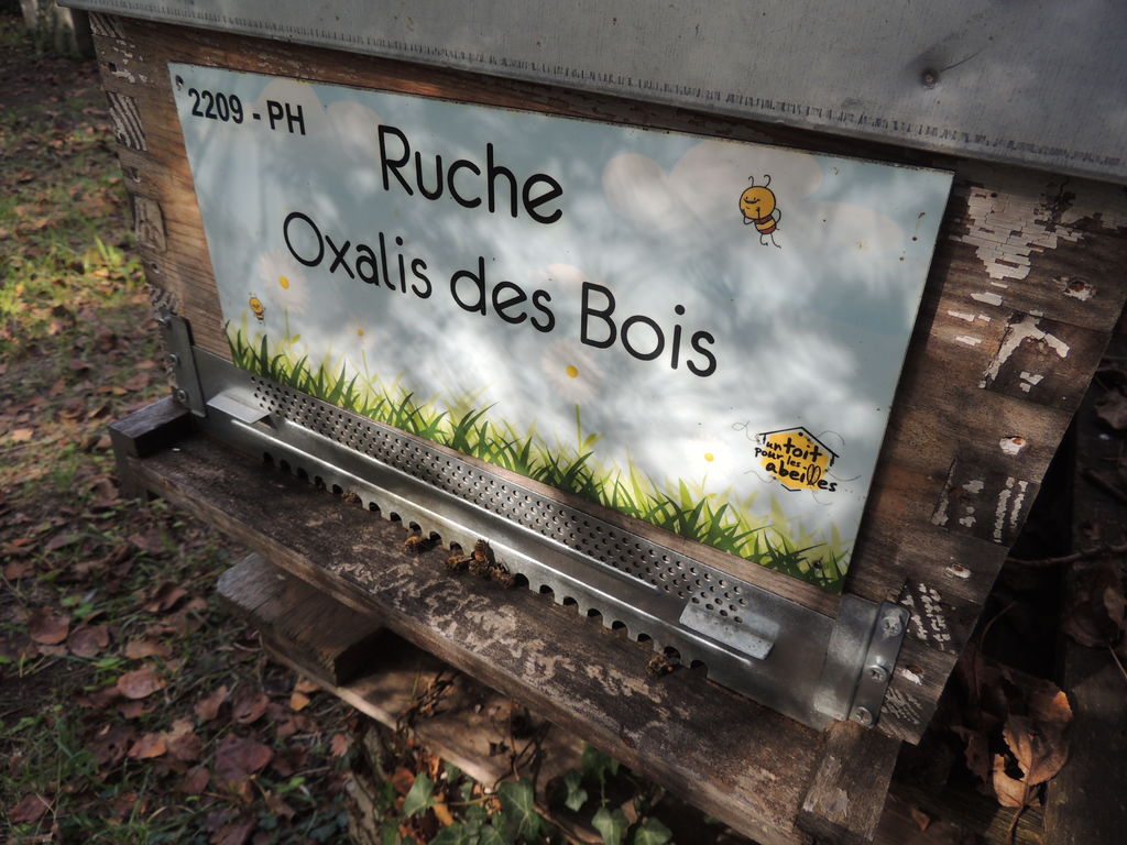 La ruche Oxalis des Bois