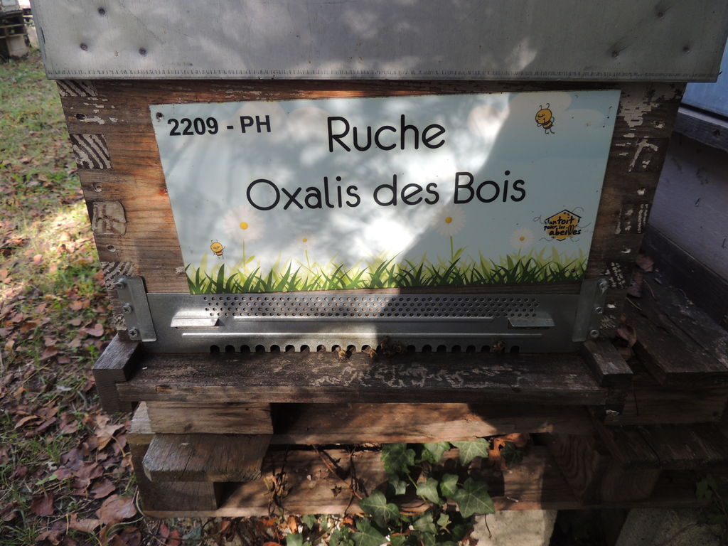 La ruche Oxalis des Bois