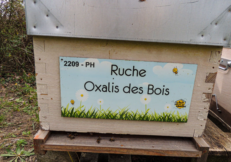 La ruche Oxalis des Bois
