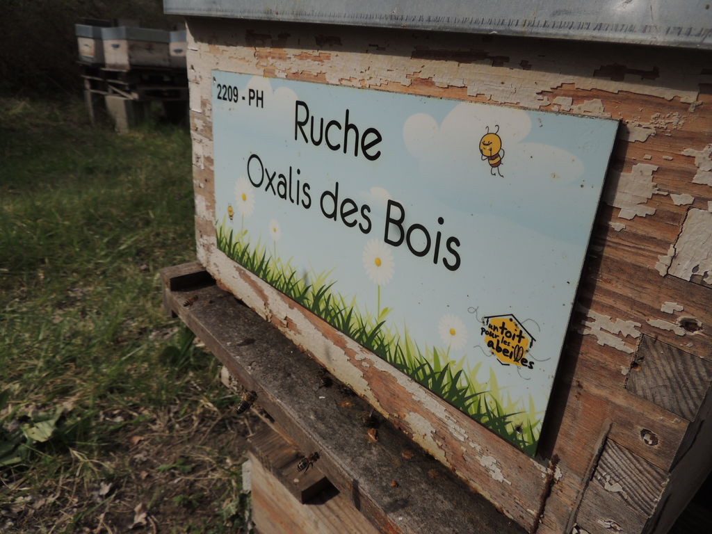 La ruche Oxalis des Bois