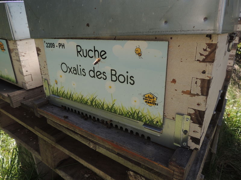 La ruche Oxalis des Bois