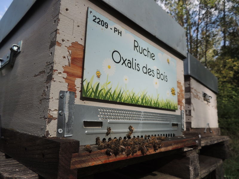 La ruche Oxalis des Bois