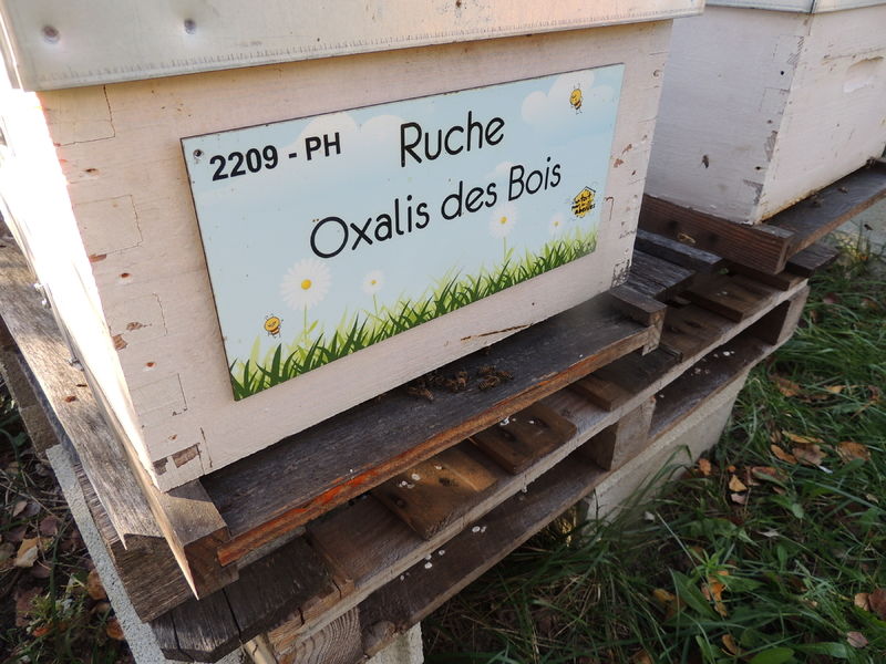 La ruche Oxalis des Bois