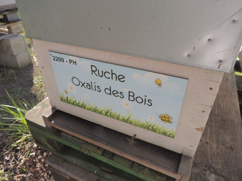 La ruche Oxalis des Bois