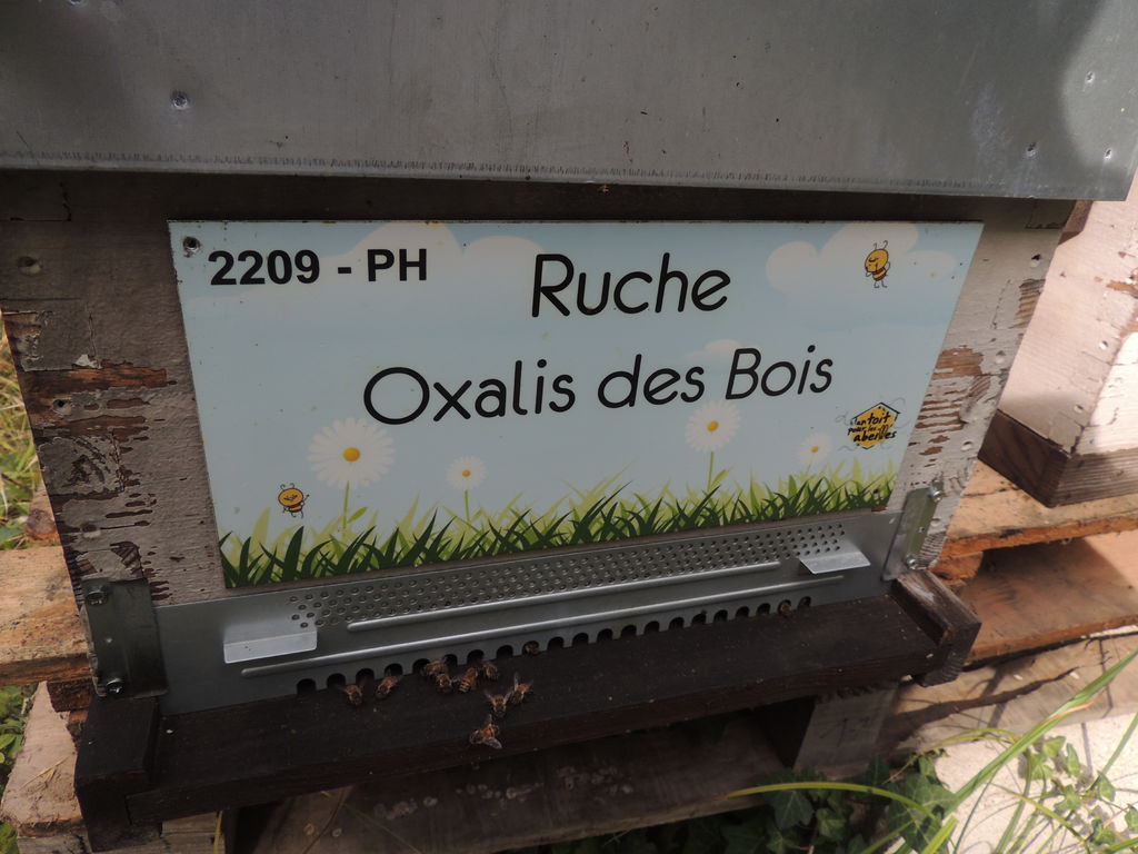 La ruche Oxalis des Bois