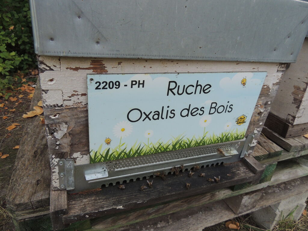 La ruche Oxalis des Bois