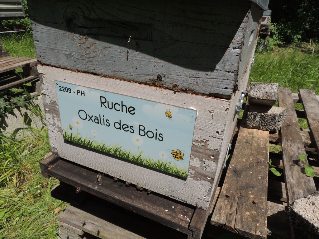 La ruche Oxalis des Bois