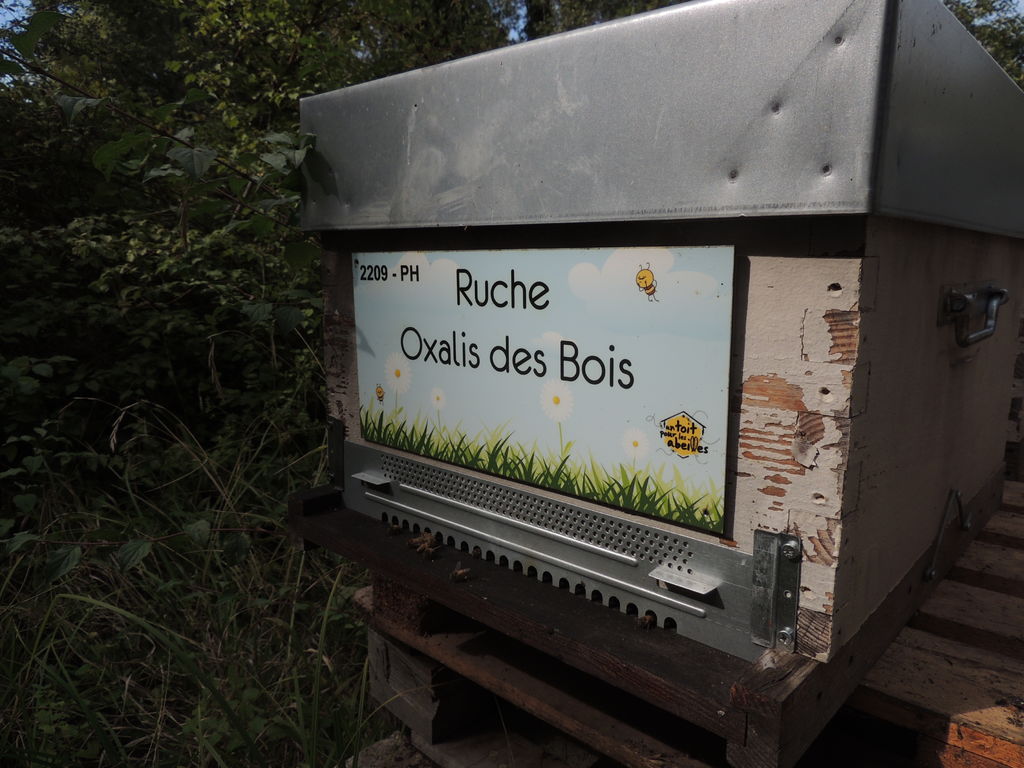 La ruche Oxalis des Bois