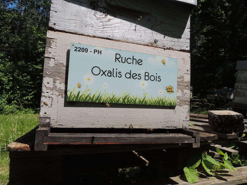 La ruche Oxalis des Bois