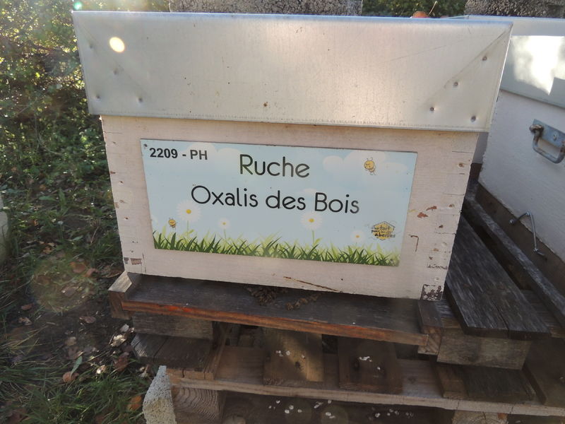 La ruche Oxalis des Bois