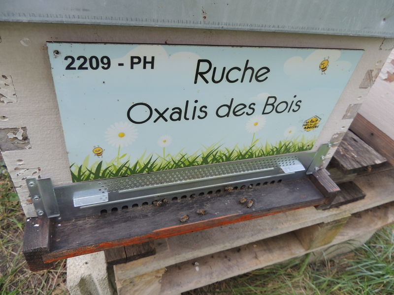 La ruche Oxalis des Bois
