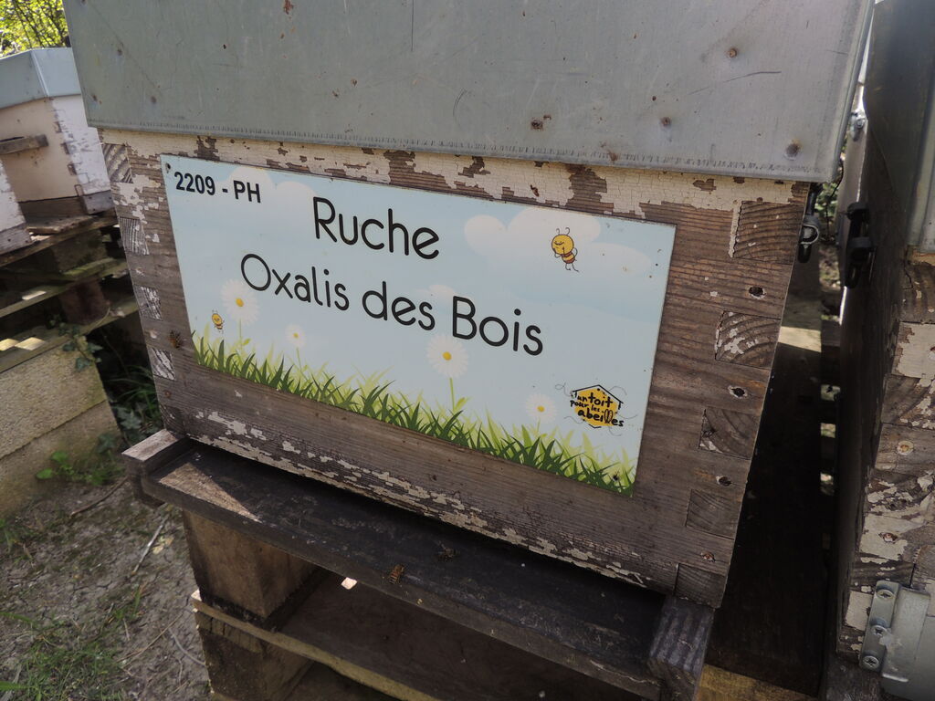 La ruche Oxalis des Bois
