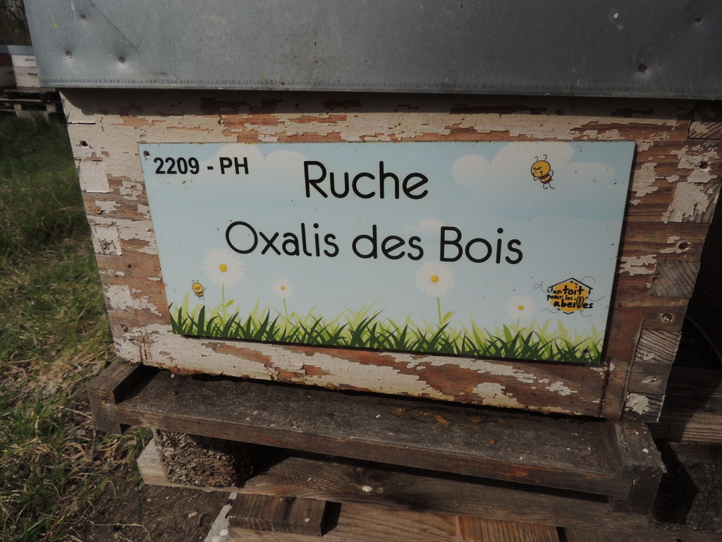 La ruche Oxalis des Bois