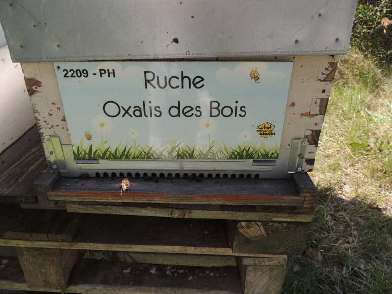 La ruche Oxalis des Bois