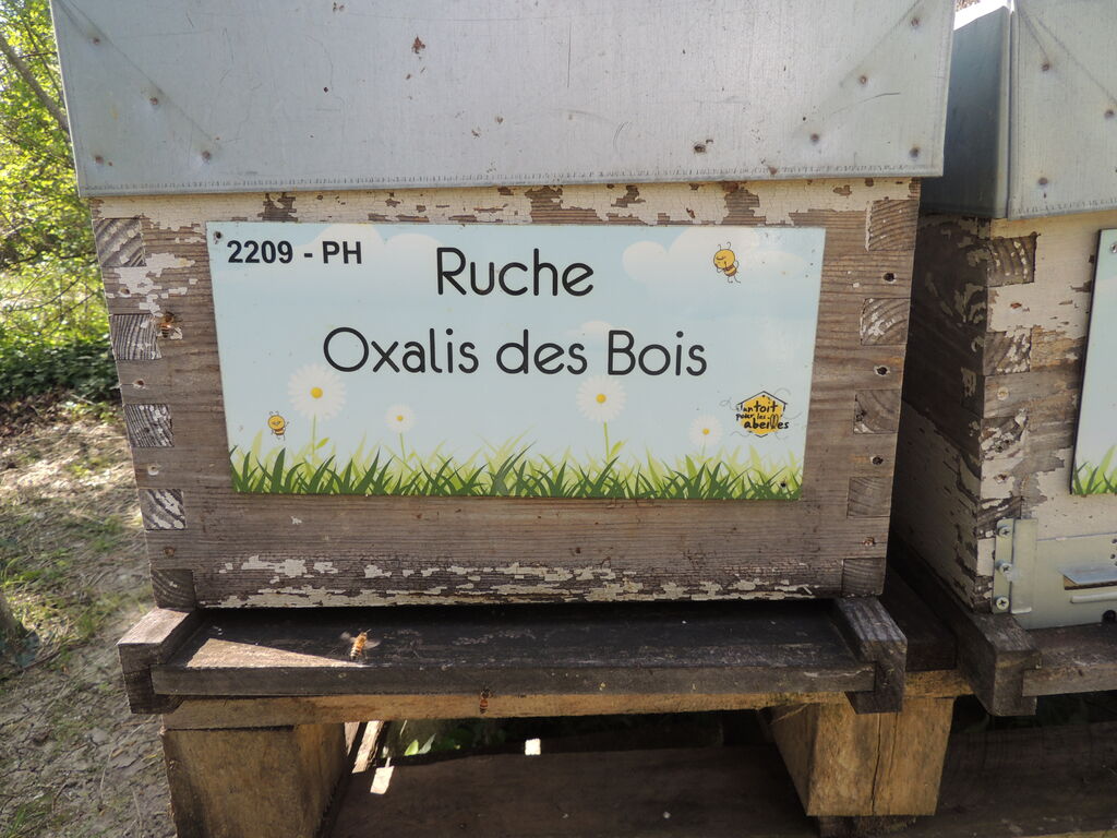 La ruche Oxalis des Bois