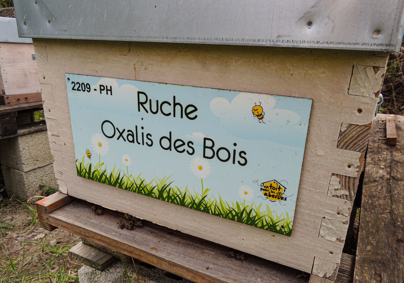 La ruche Oxalis des Bois