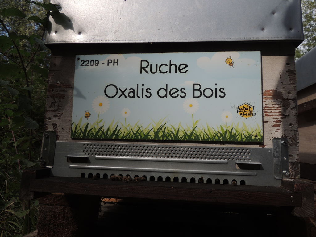 La ruche Oxalis des Bois