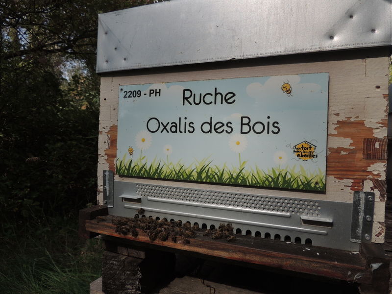 La ruche Oxalis des Bois