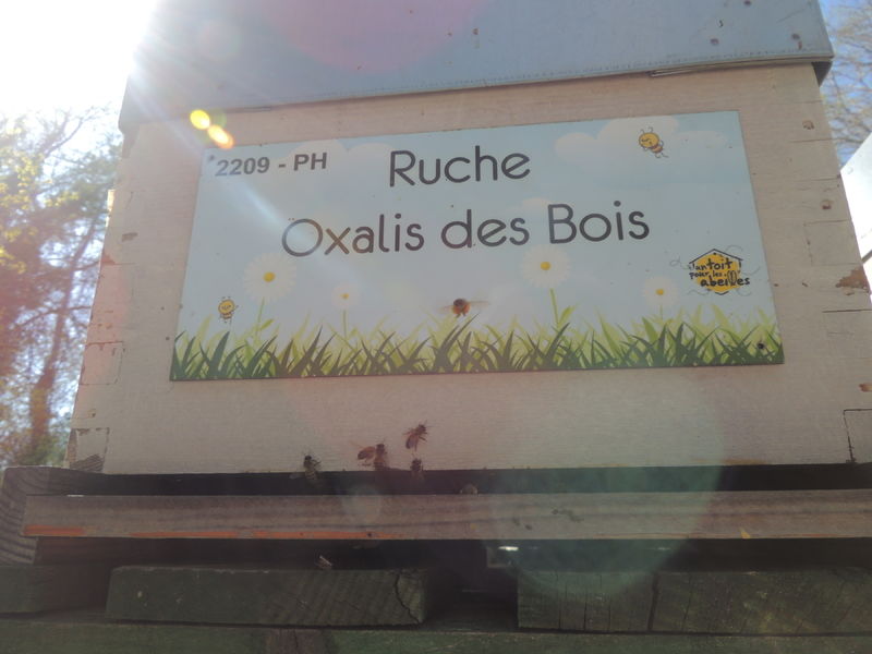 La ruche Oxalis des Bois