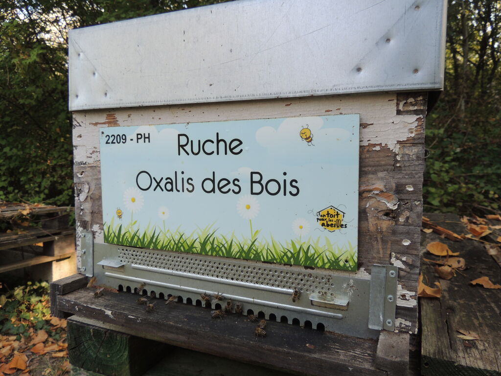 La ruche Oxalis des Bois