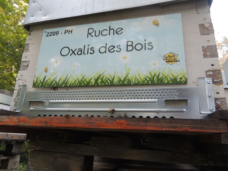 La ruche Oxalis des Bois