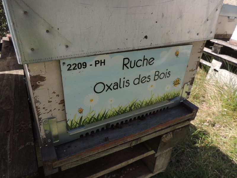 La ruche Oxalis des Bois