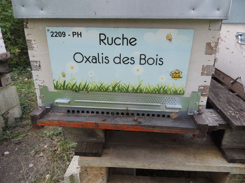 La ruche Oxalis des Bois