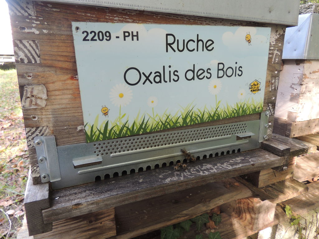 La ruche Oxalis des Bois