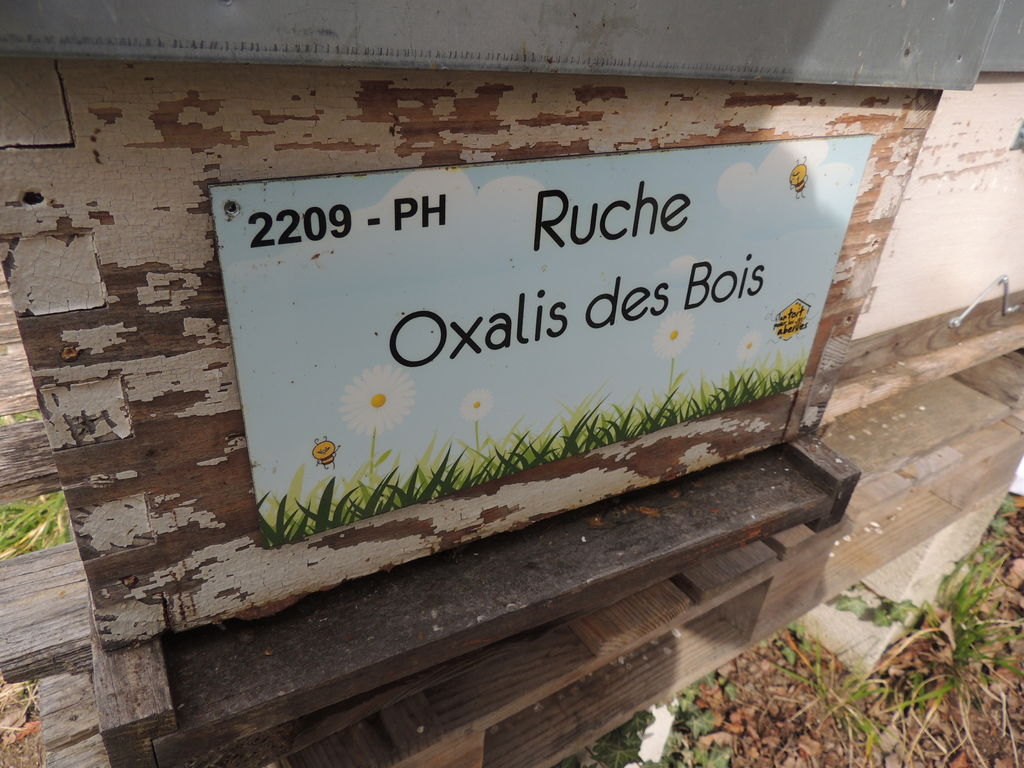 La ruche Oxalis des Bois
