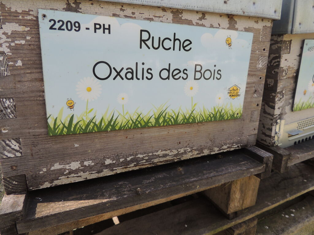 La ruche Oxalis des Bois