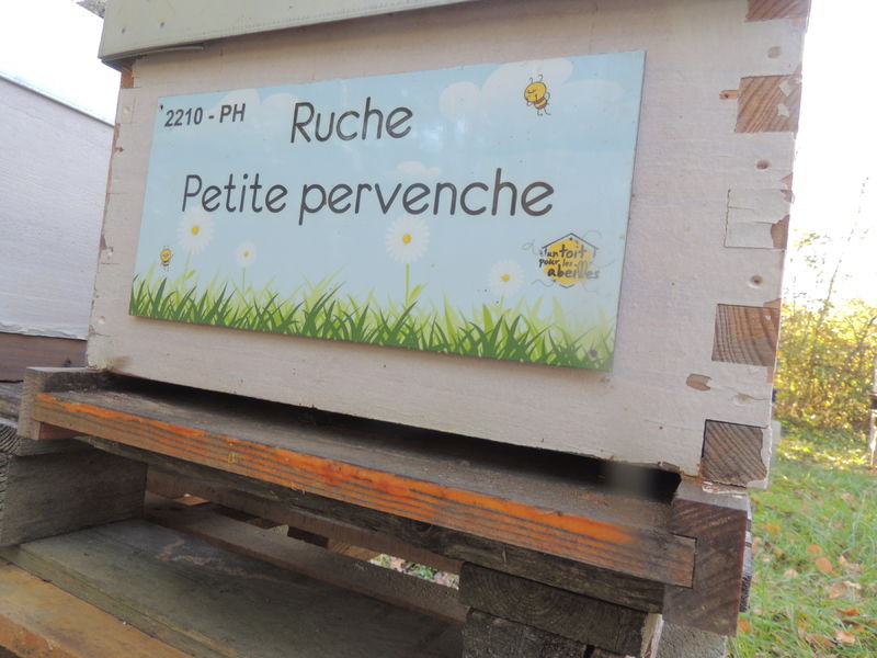 La ruche